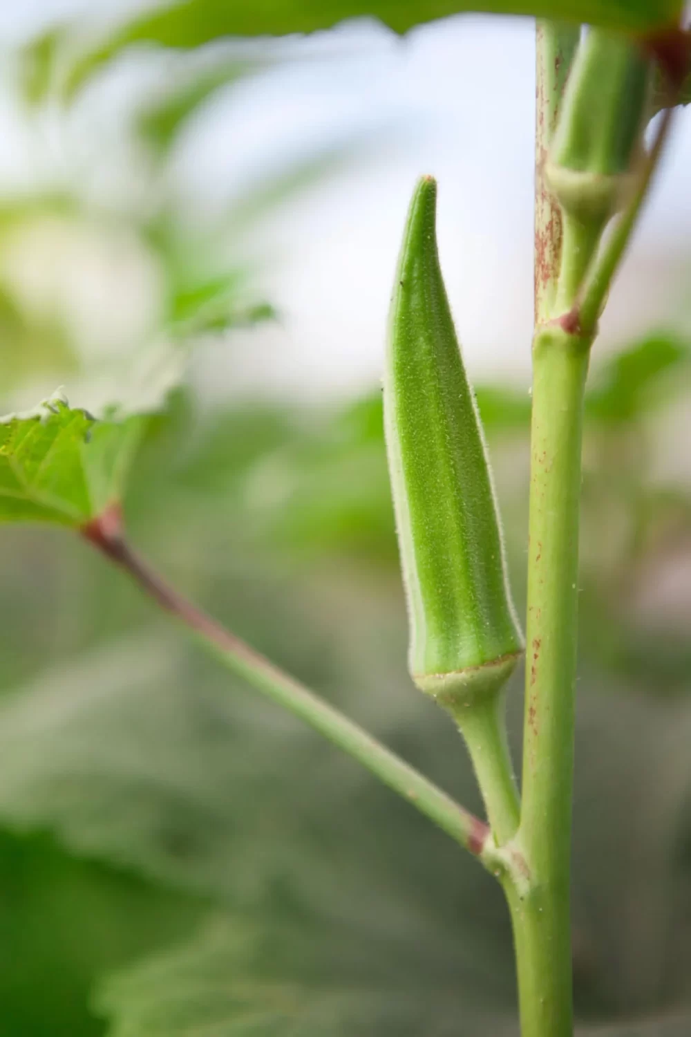 How to Grow Okra in Your Home Garden