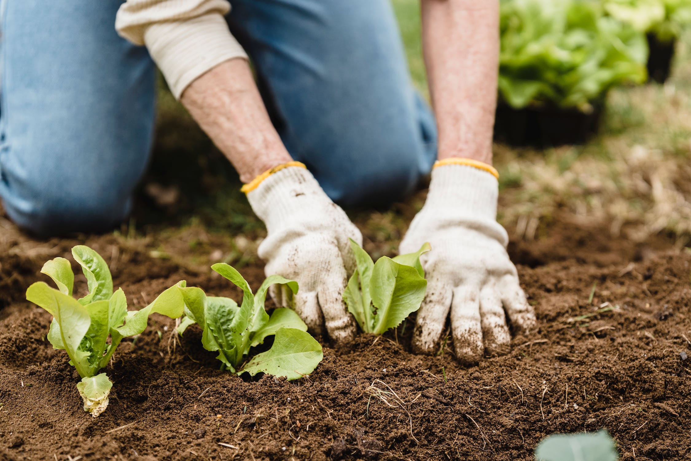 Home Vegetable Garden