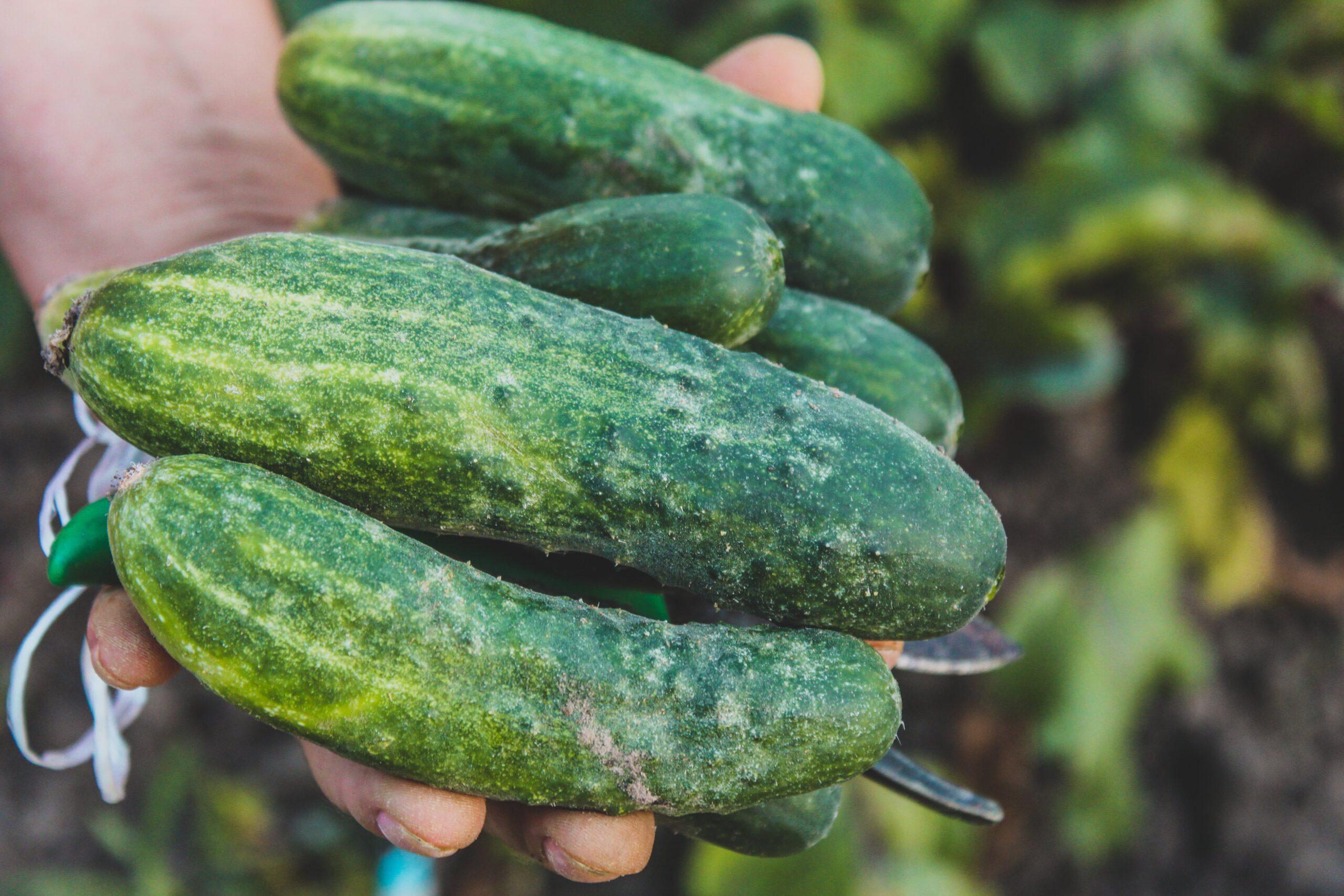 Home Vegetable Garden