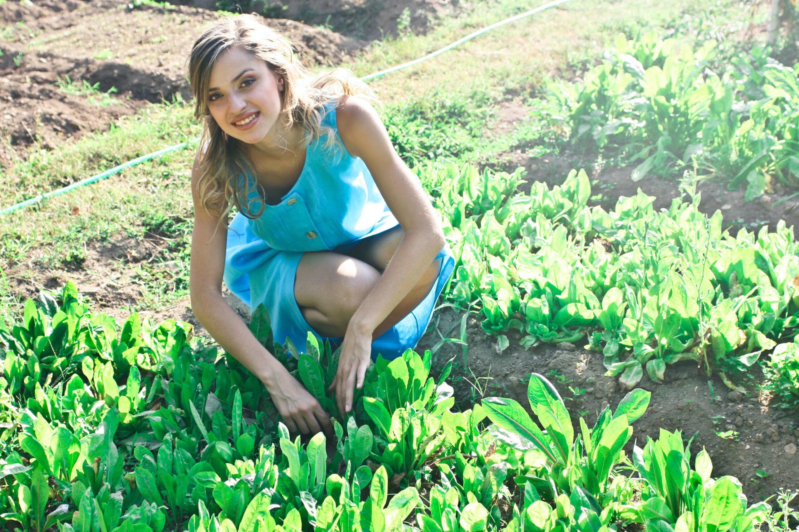Home Vegetable Garden