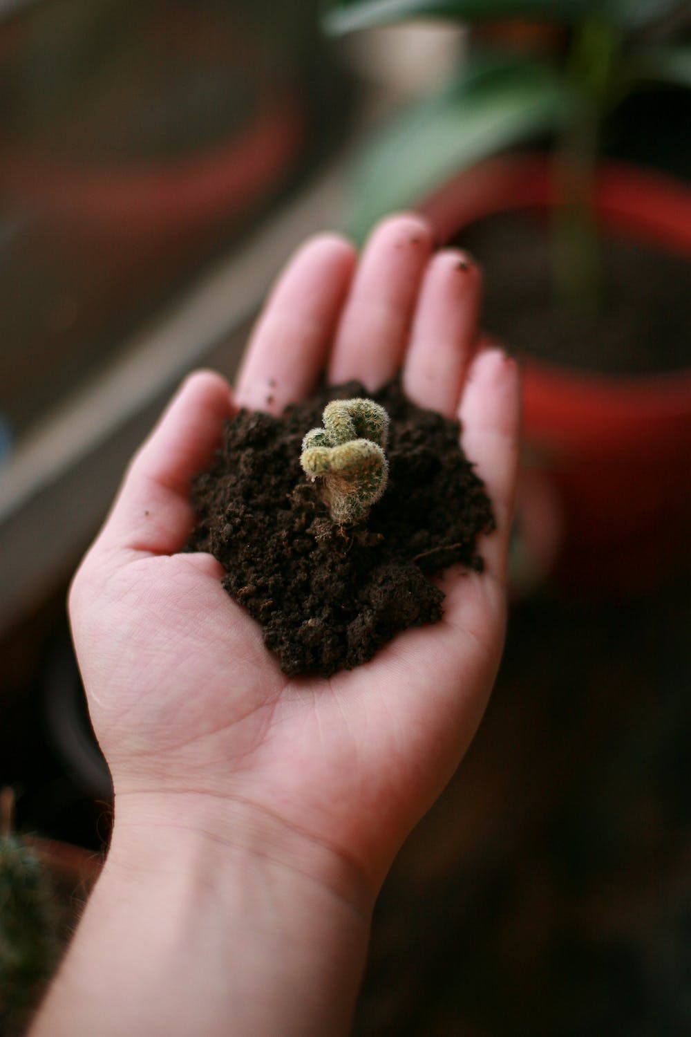 7 Creative Uses for Coffee Grounds in Your Garden