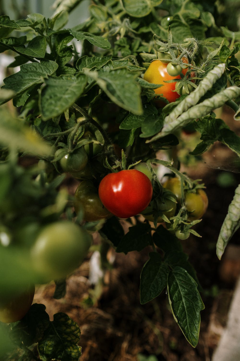 A Beginner's Guide to Growing Your Own Tomatoes at Home