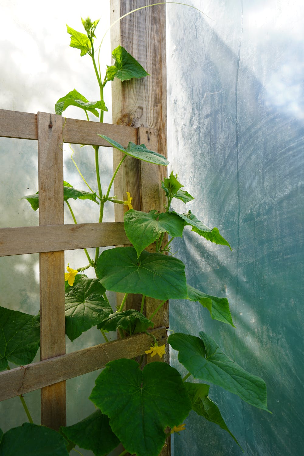 4 Simple Steps of Vegetable Garden Planning