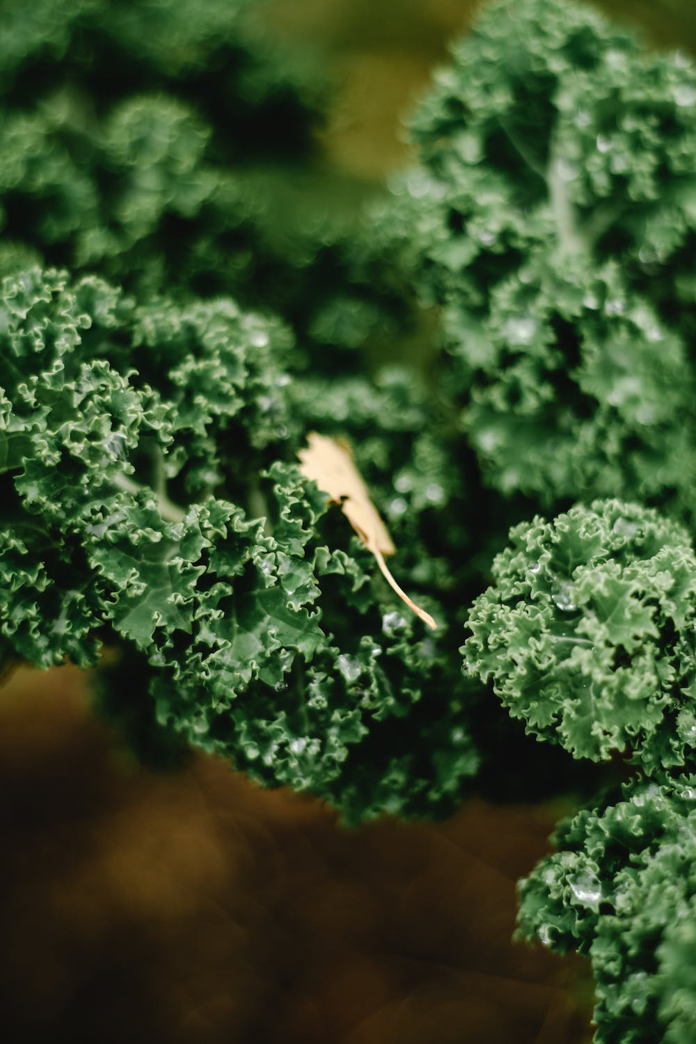 How to Grow Kale in Your Home Garden [+ Delicious Kale Recipes] 