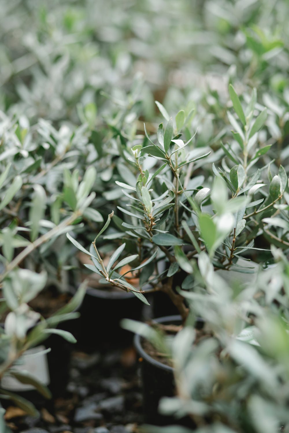 Starting Seeds vs Buying Seedlings: Which One Should Beginner Gardeners Choose?