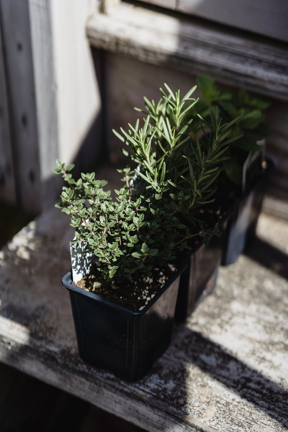 9 Tips For Vegetable Gardening in Small Spaces