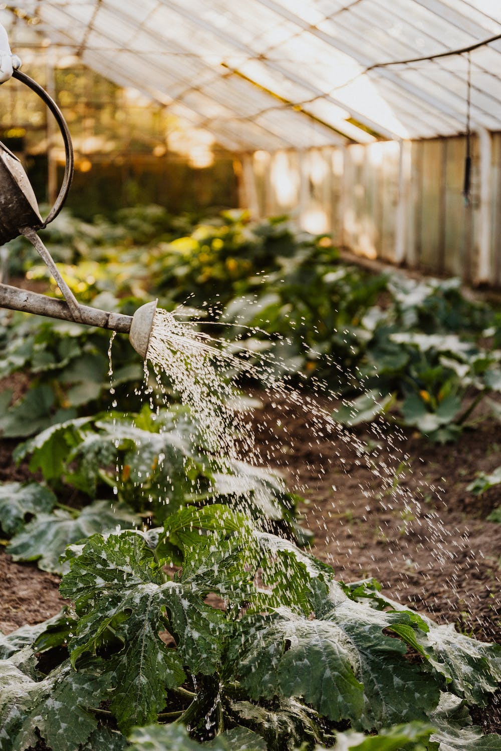 How to Create a Watering Schedule for Your Home Vegetable Garden
