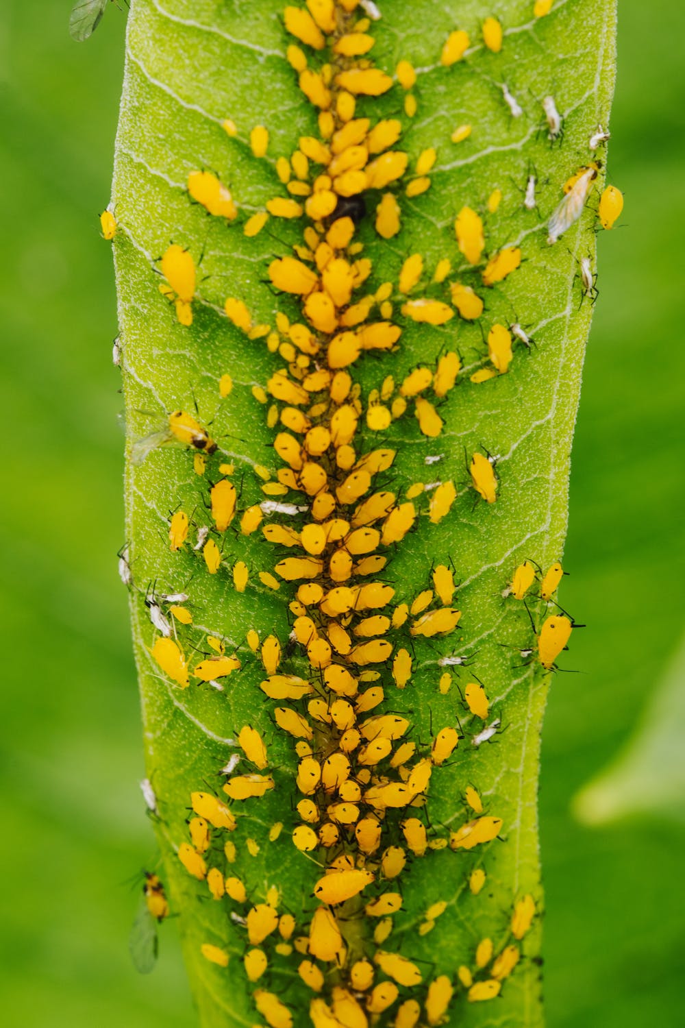 Aphids 101: Understanding, Preventing, and Conquering