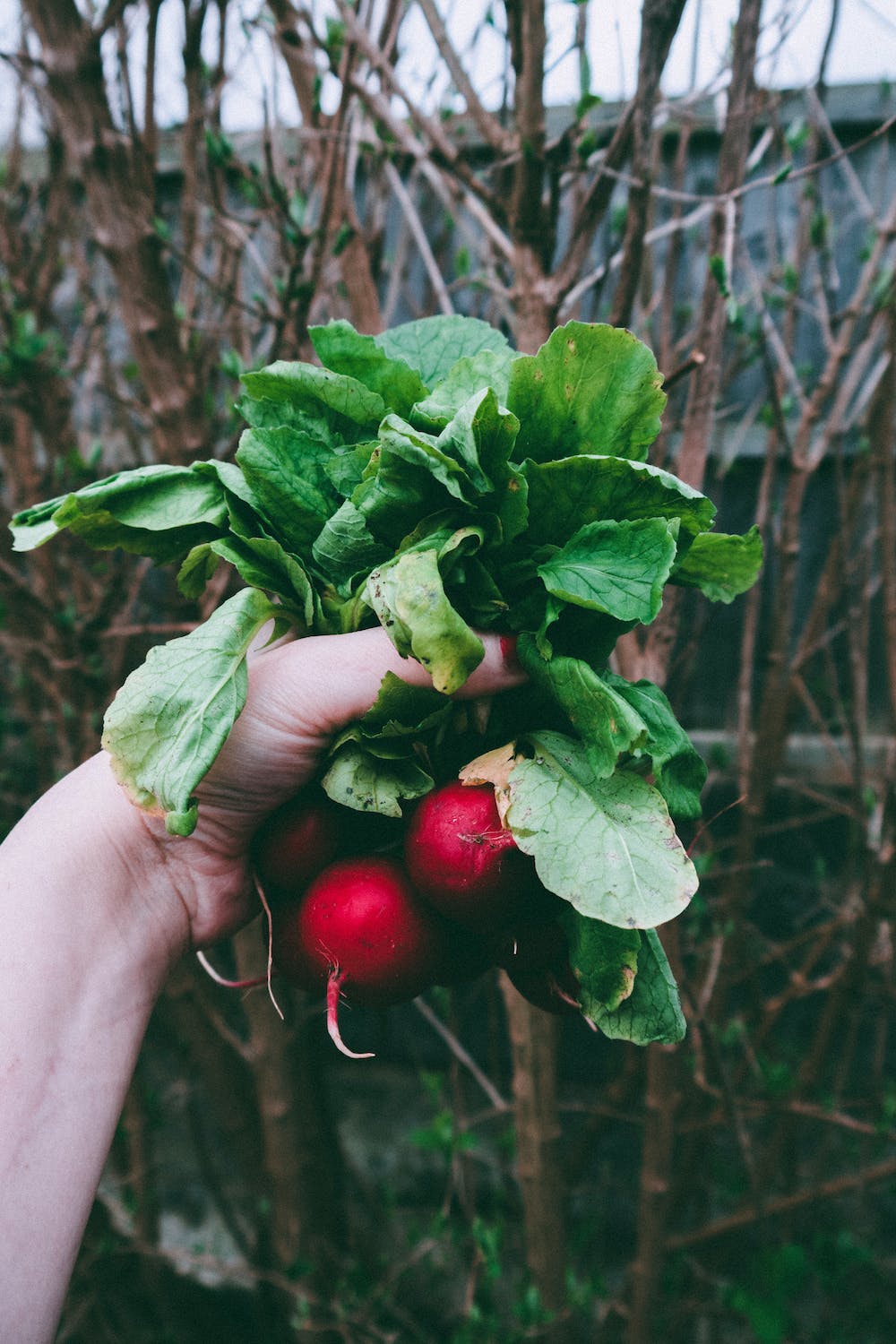 How To Grow Vegetables At Home: A Step-by-Step Guide for Beginners