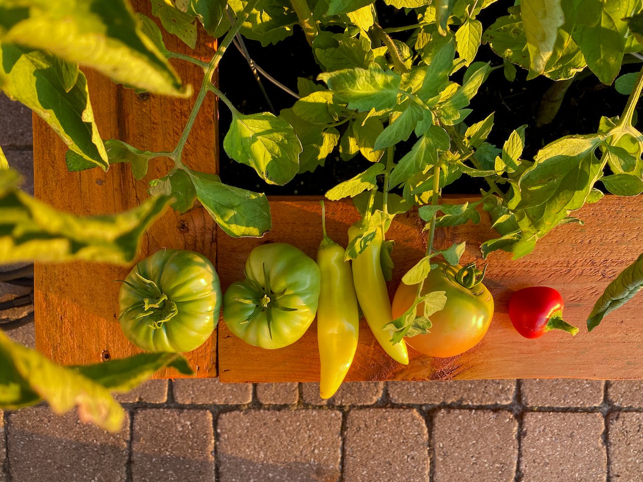 Plant Pals: A Guide to Vegetable Garden Companion Planting