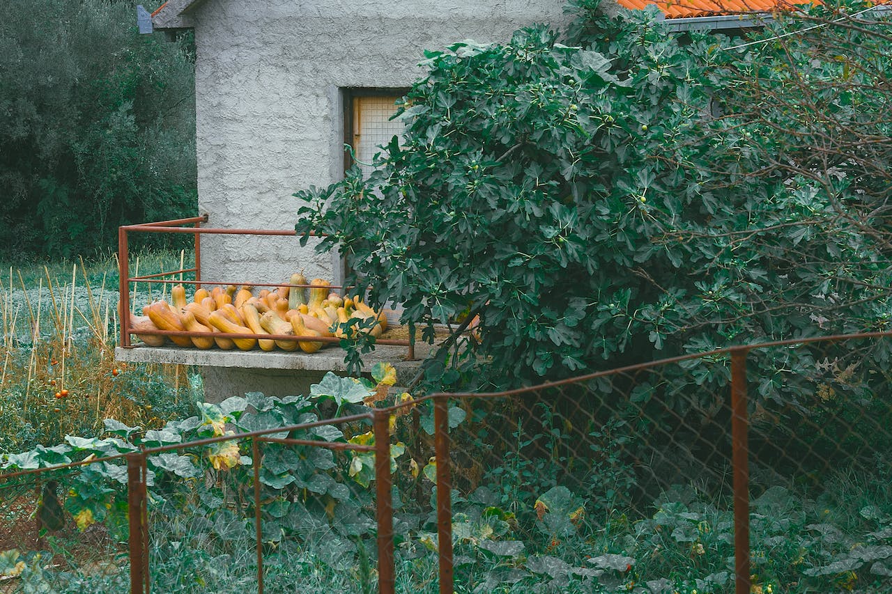 Home Vegetable Garden