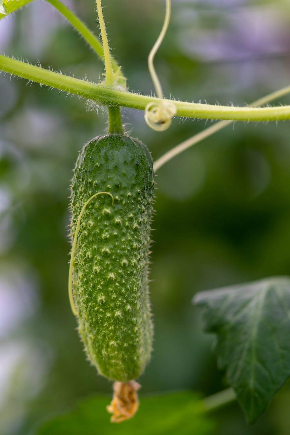 The Ultimate Guide to Growing Cucumbers in Your Home Garden