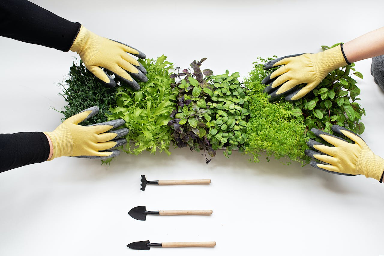 Plant Pals: A Guide to Vegetable Garden Companion Planting