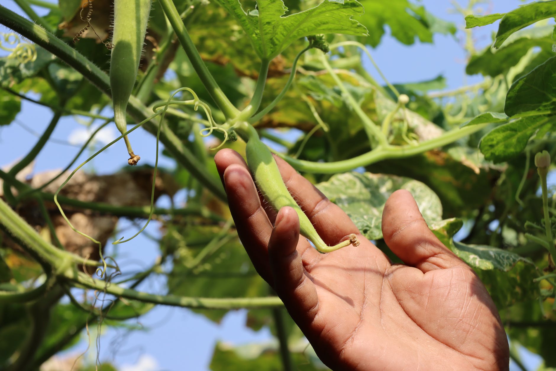 a person checking a crop