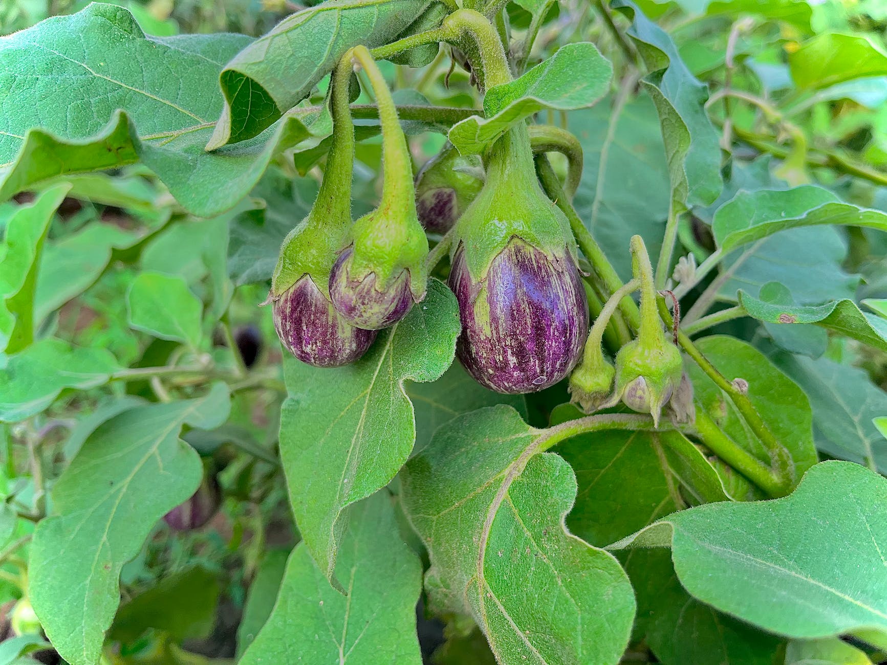 close up of eggplants growing in the garden