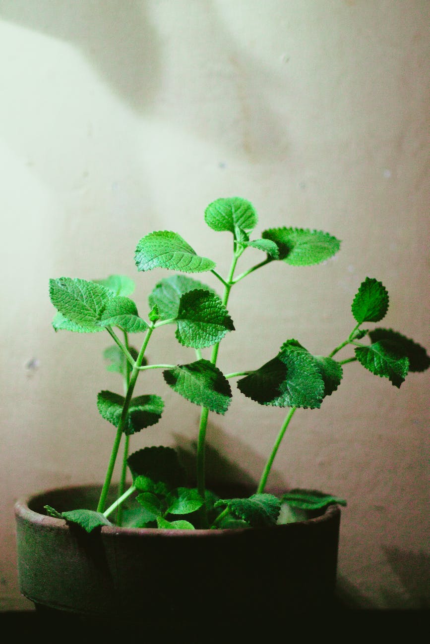 Home Vegetable Garden