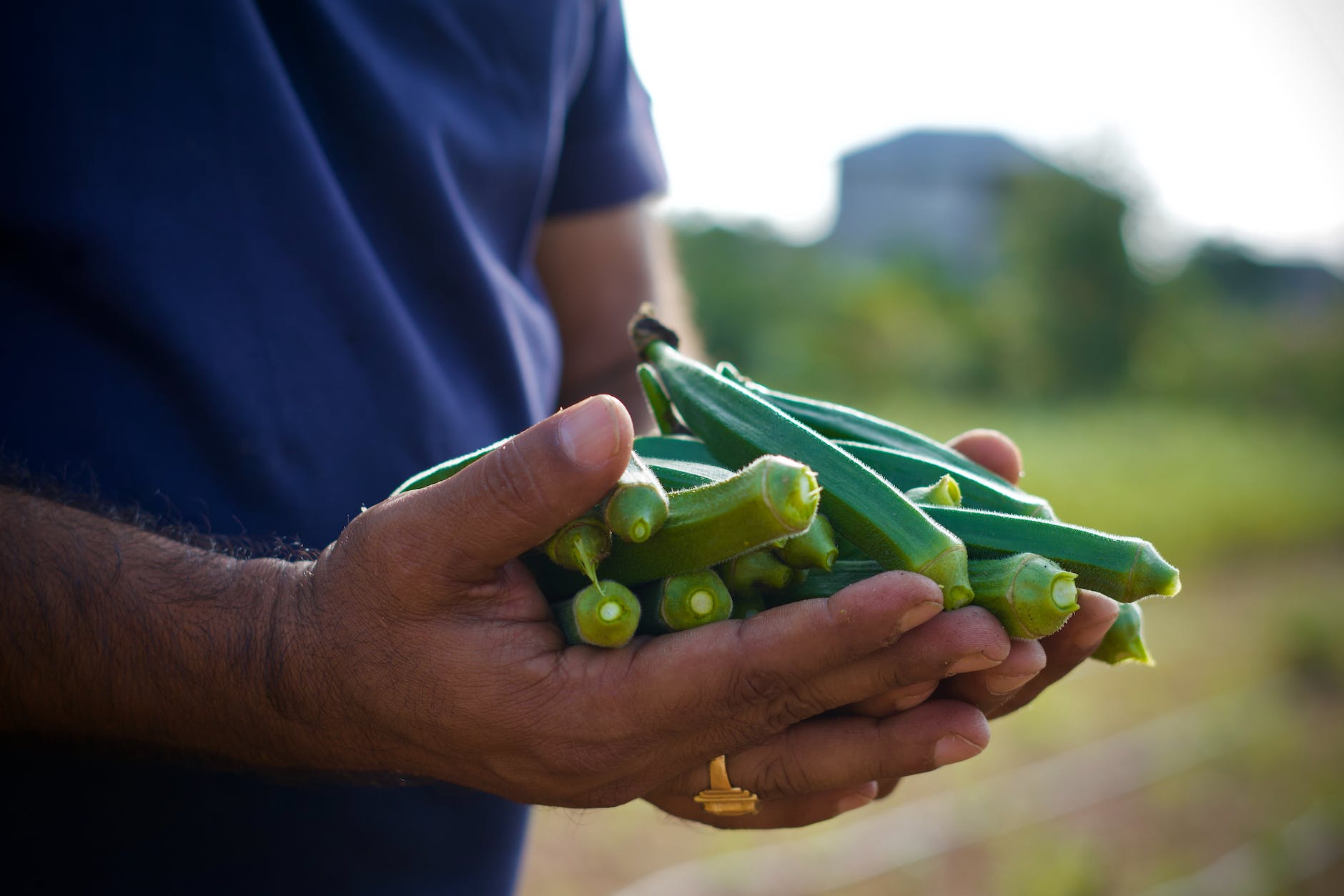 close up view of a person holding okras