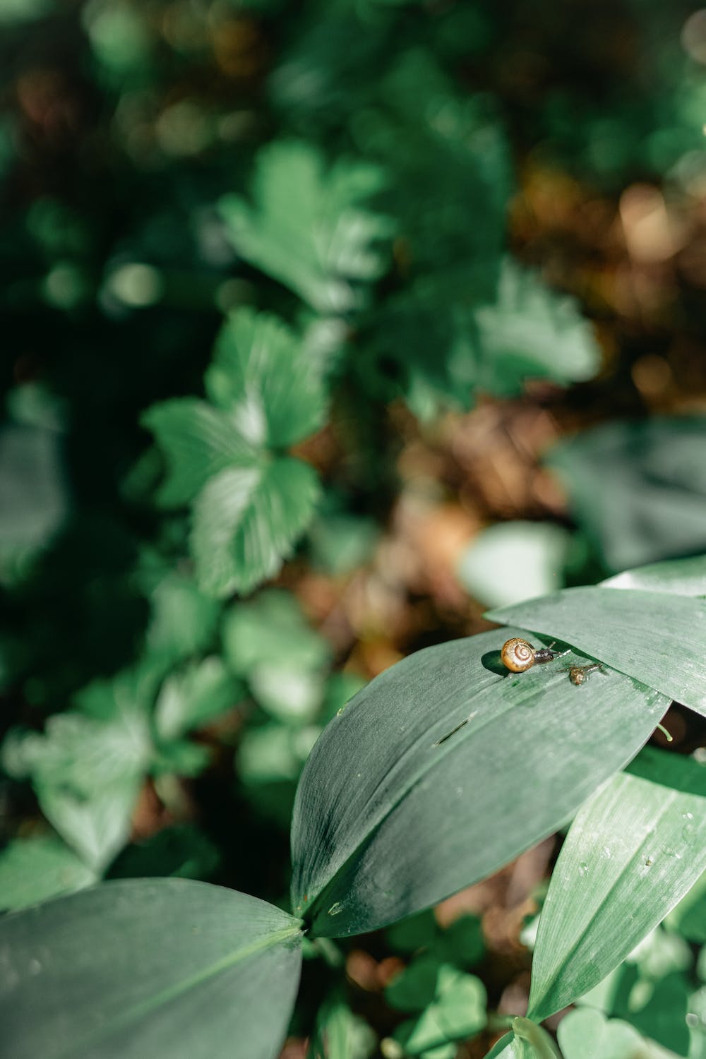 12 Ways of Effective Pest Control for Your Vegetable Garden