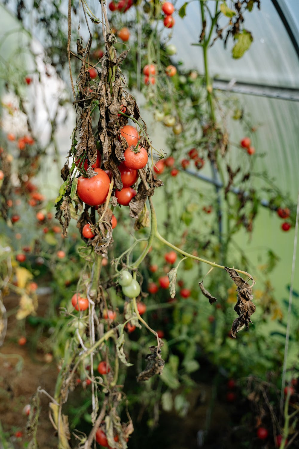 15 Common Tomato Pests and How to Prevent Them