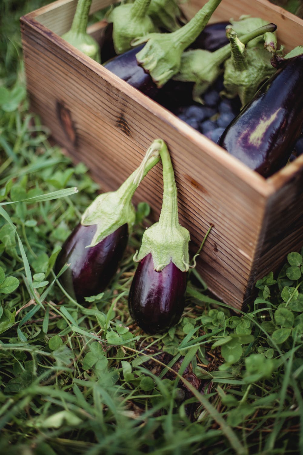 How to Start Growing Eggplant Today