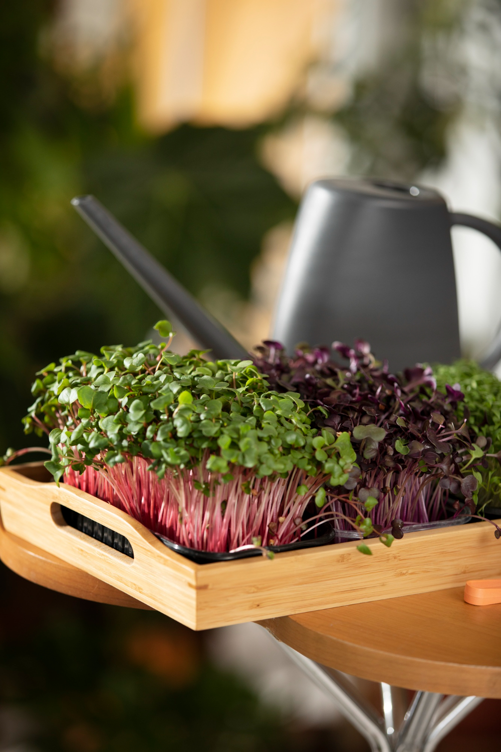 How to Grow Microgreens Fast and Easy at Home