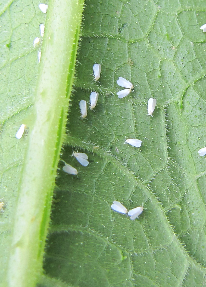 Whiteflies: How to Defeat White Pests in Your Vegetable Garden