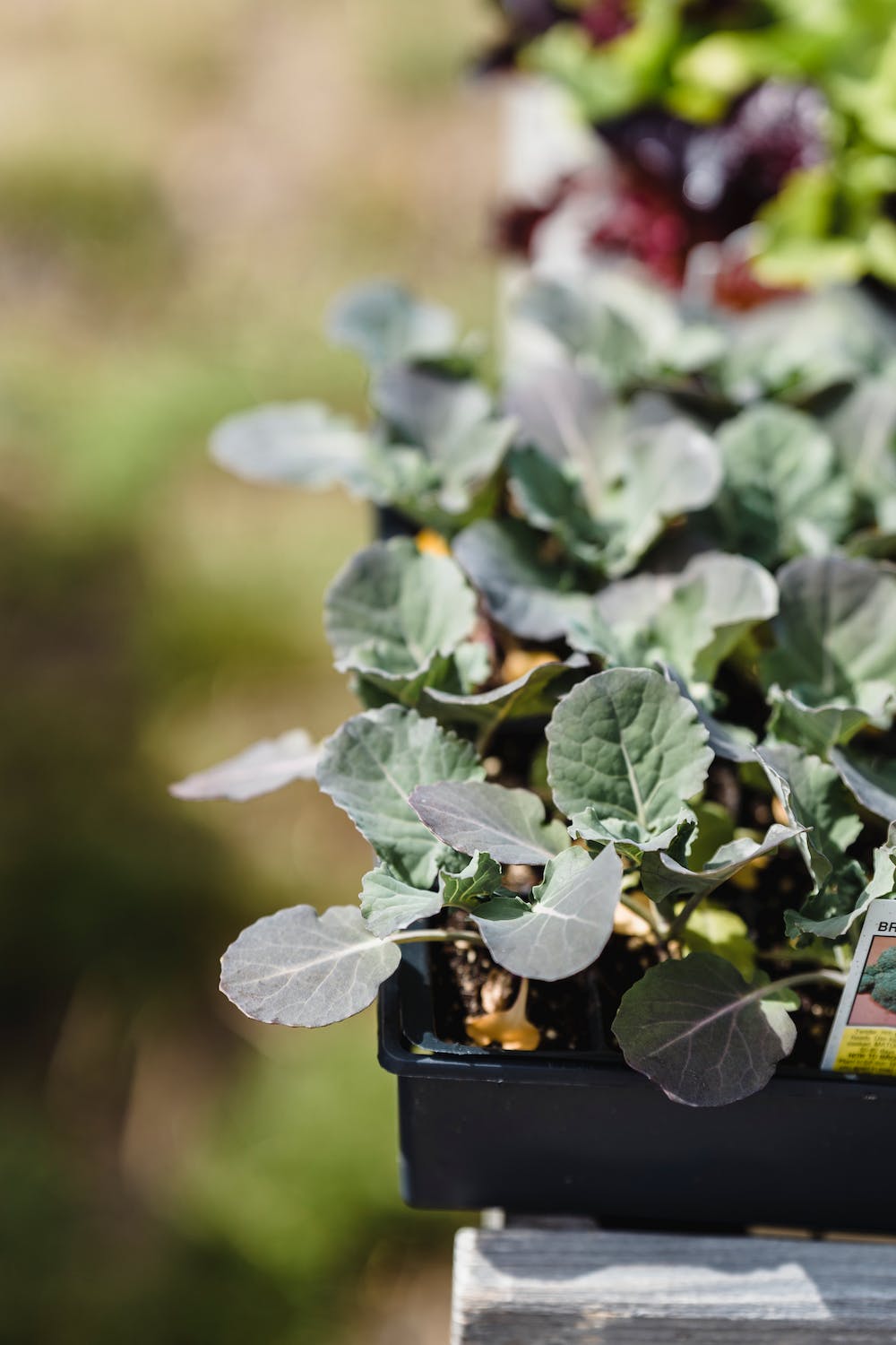 9 Common Mistakes to Avoid When Starting Your First Home Vegetable Garden