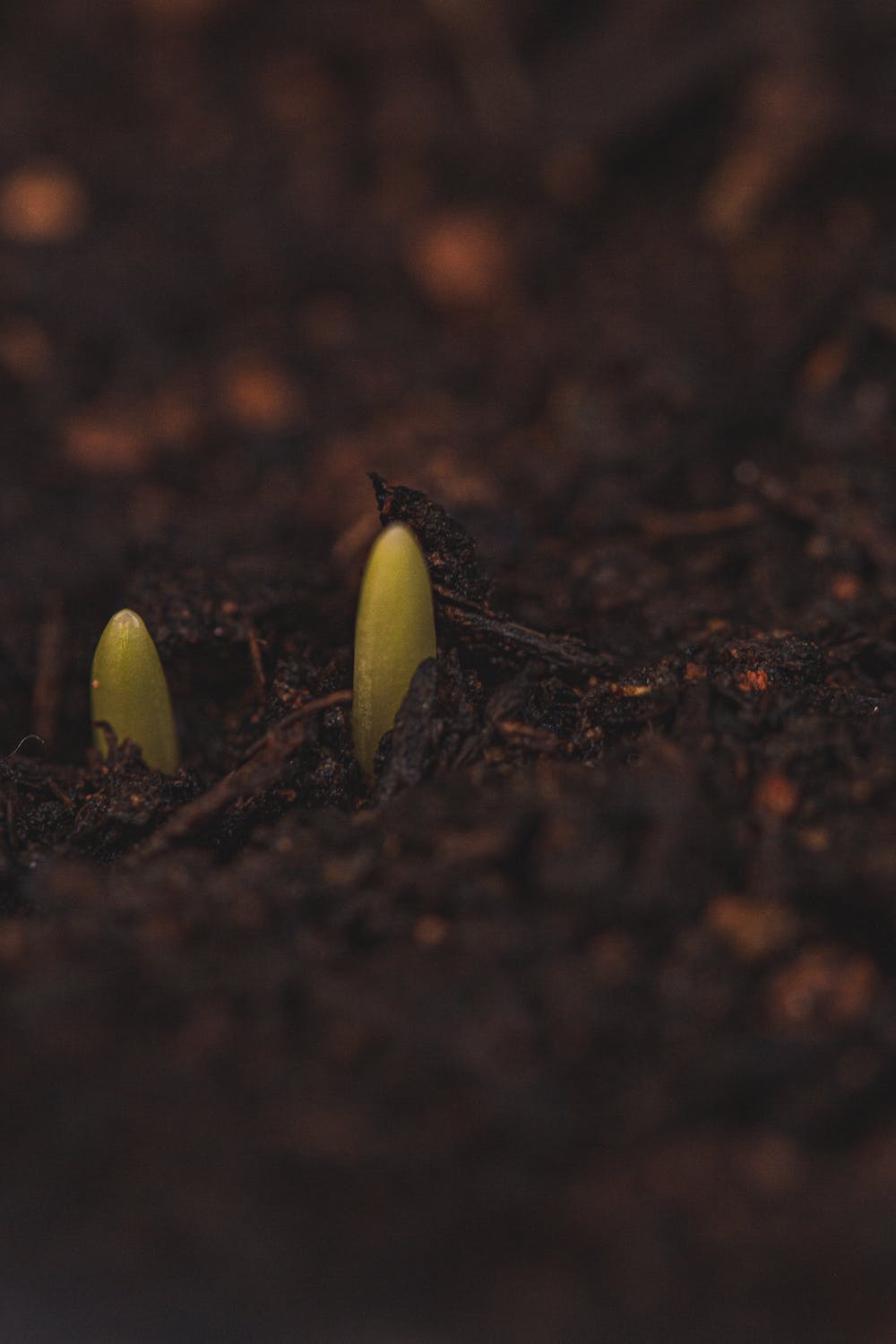 How to Prepare Your Vegetable Garden For Spring
