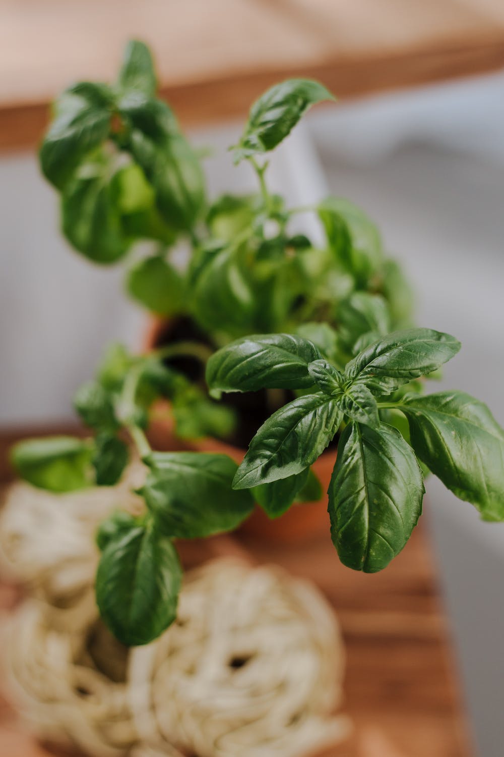 7 Simple Steps to Grow Basil from Seed