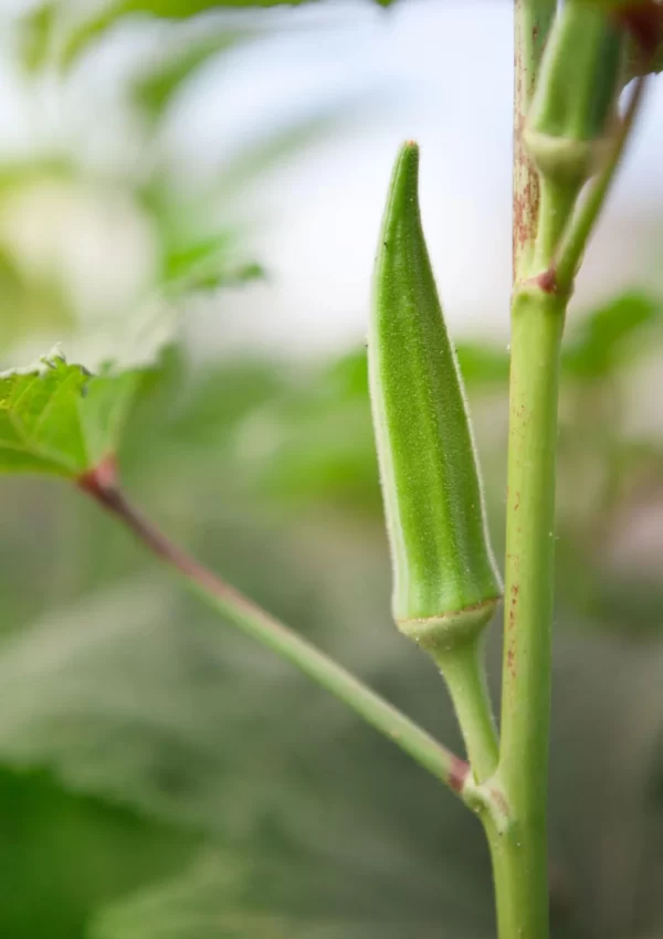 How to Grow Okra in Your Home Garden [+ Simple Recipes with Okra]